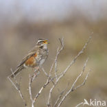 Koperwiek (Turdus iliacus)