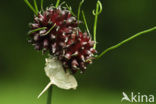 Wild Onion (Allium vineale)