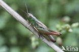 Meadow Grasshopper (Chorthippus parallelus)