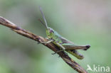 Meadow Grasshopper (Chorthippus parallelus)