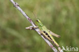 Meadow Grasshopper (Chorthippus parallelus)