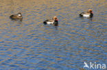 Red-crested Pochard (Netta rufina)