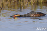 Kuifduiker (Podiceps auritus)