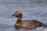 Kuifduiker (Podiceps auritus)