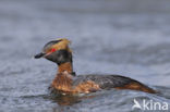 Kuifduiker (Podiceps auritus)