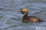 Kuifduiker (Podiceps auritus)