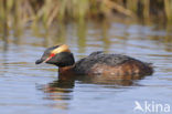 Slavonian Grebe (Podiceps auritus)