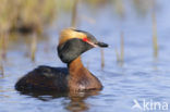 Kuifduiker (Podiceps auritus)