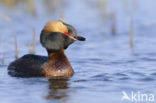 Kuifduiker (Podiceps auritus)