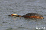 Kuifduiker (Podiceps auritus)