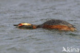 Kuifduiker (Podiceps auritus)