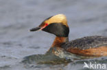 Kuifduiker (Podiceps auritus)