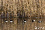 Tufted Duck (Aythya fuligula)