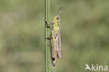 Kustsprinkhaan (Chorthippus albomarginatus)
