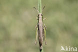Kustsprinkhaan (Chorthippus albomarginatus)