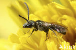 Langkopsmaragdgroefbij (Lasioglossum morio)