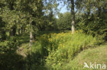 Late guldenroede (Solidago gigantea)