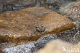 Levantine Frog (Pelophylax bedriagae)