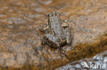 Levantine Frog (Pelophylax bedriagae)