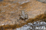 Levantine Frog (Pelophylax bedriagae)