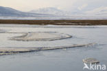 Longyearbyen