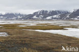 Longyearbyen