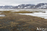 Longyearbyen