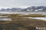 Longyearbyen