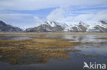 Longyearbyen