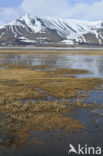 Longyearbyen