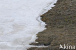 Longyearbyen