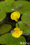 Loos blaasjeskruid (Utricularia australis)