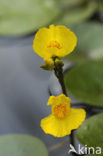 Yellow Bladderwort (Utricularia australis)