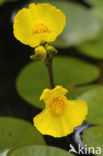 Yellow Bladderwort (Utricularia australis)