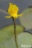 Loos blaasjeskruid (Utricularia australis)