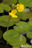 Yellow Bladderwort (Utricularia australis)