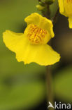 Yellow Bladderwort (Utricularia australis)