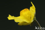 Yellow Bladderwort (Utricularia australis)