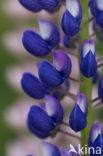 Lupine (Lupinus spec.)