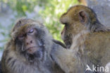 Barbary ape