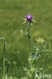 Mariadistel (Silybum marianum)