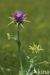 Mariadistel (Silybum marianum)