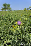 Mariadistel (Silybum marianum)