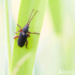 Meeltor (Tenebrio molitor)