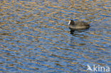 Common Coot (Fulica atra)