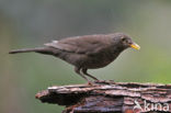 Merel (Turdus merula)