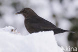 Merel (Turdus merula)