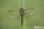 Metaalglanslibel (Somatochlora metallica)