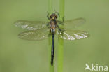 Brilliant Emerald (Somatochlora metallica)