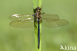 Brilliant Emerald (Somatochlora metallica)